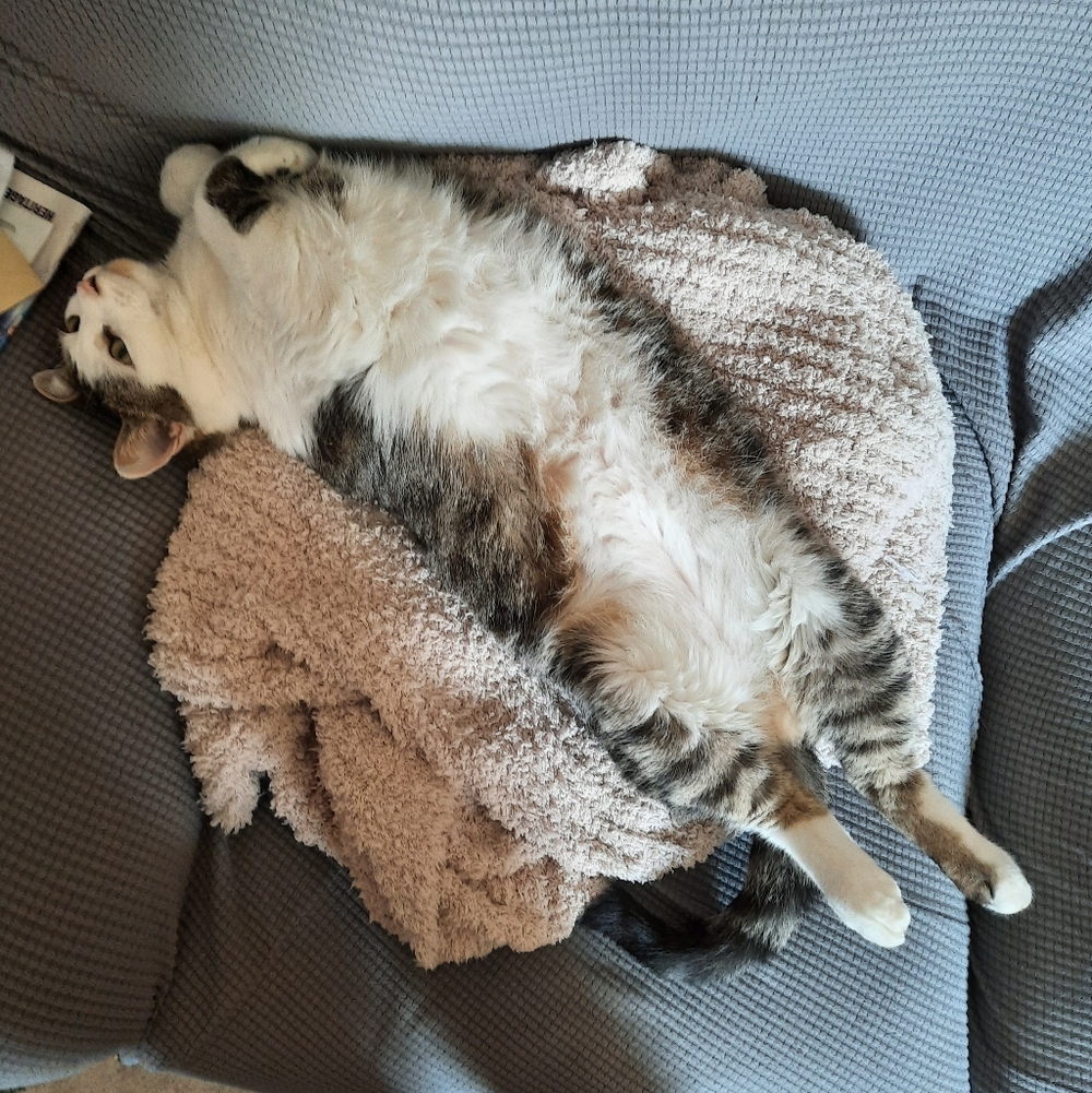 Used Cat - Picture 2 of 5